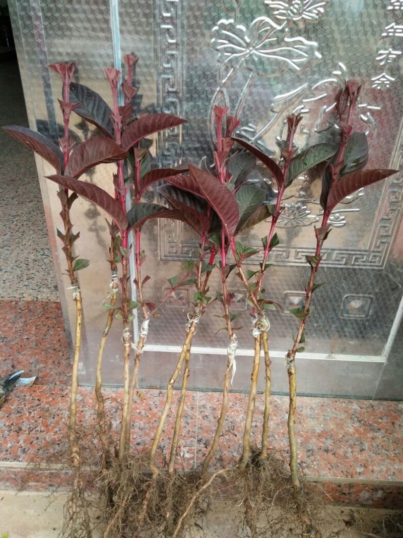 番石榴苗50~80cm
