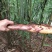 苦笋20~25cm以上