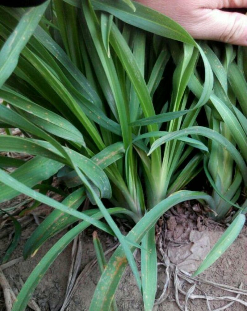 黄花菜种苗30~50cm