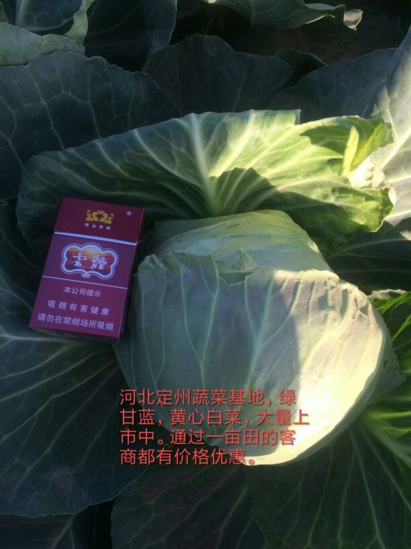 中甘系列绿佳(松软)甘蓝0.5~1公斤通货，产地直发