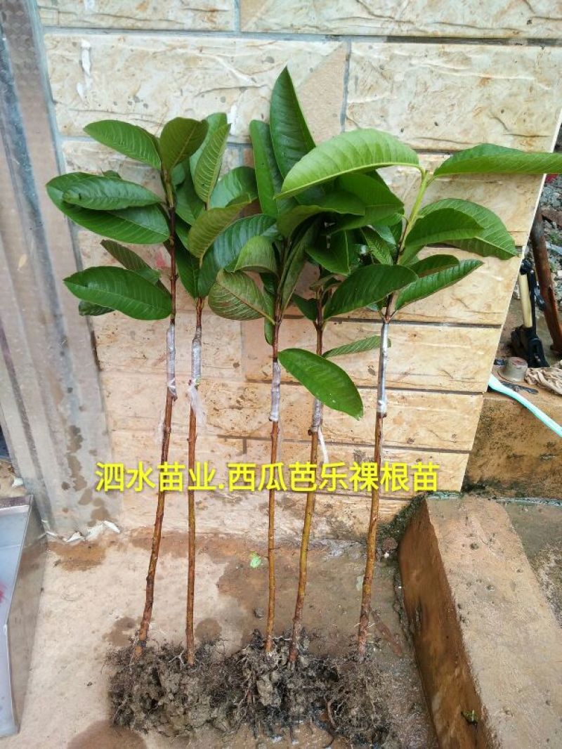 西瓜番石榴苗50~80cm