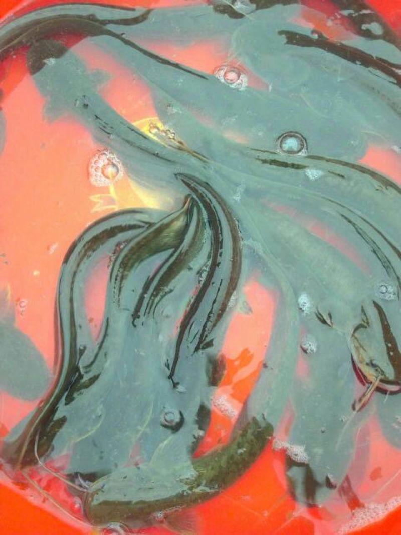 土鲶鱼食用