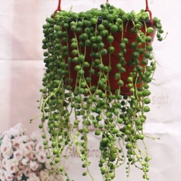吊兰30~50cm