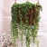 吊兰30~50cm