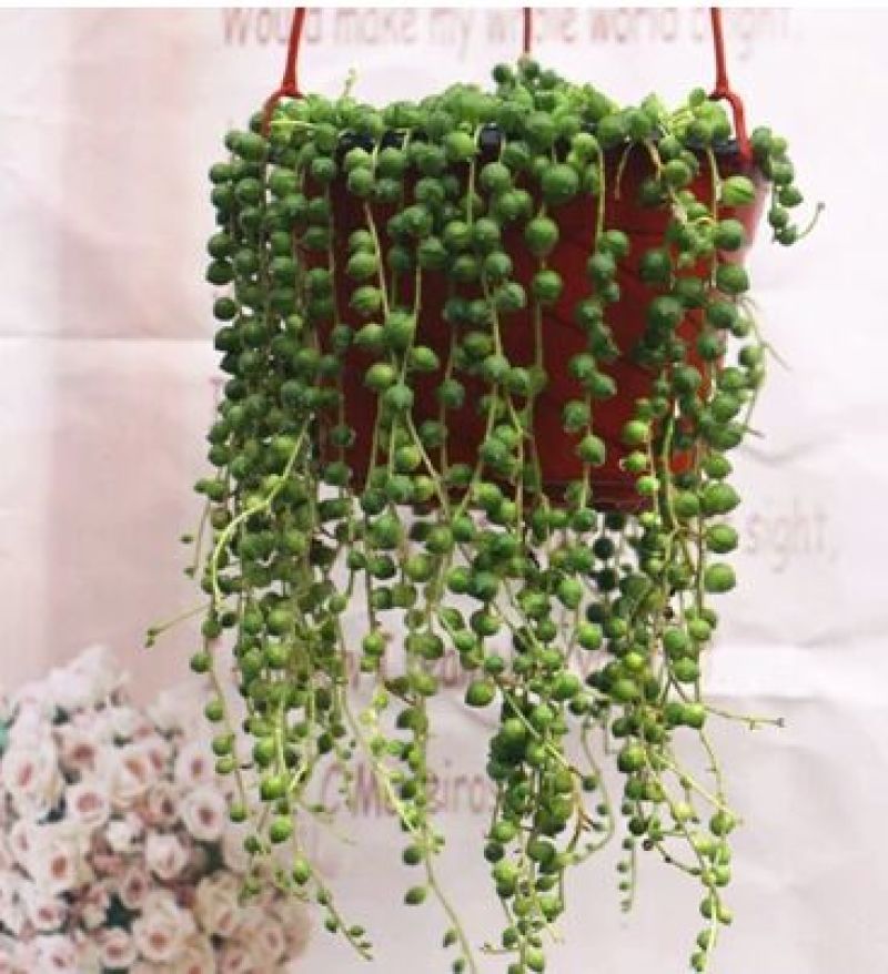 吊兰30~50cm