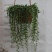 吊兰30~50cm