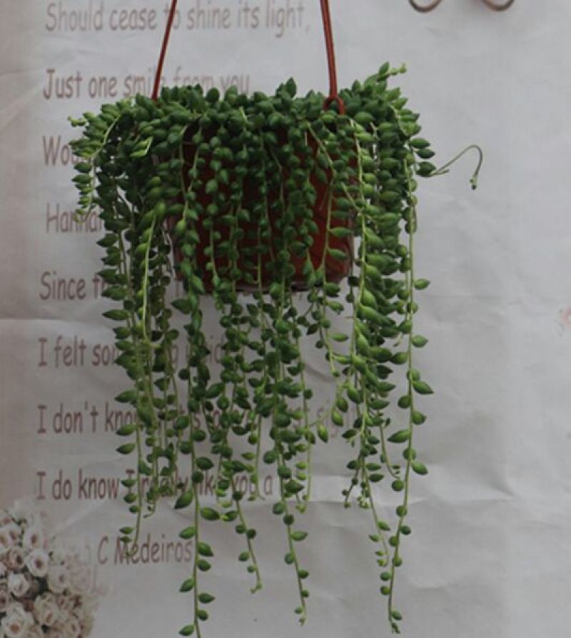 吊兰30~50cm