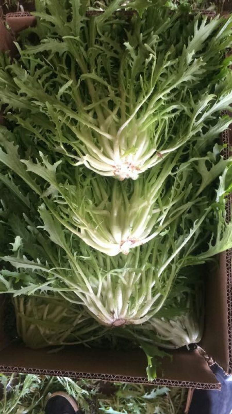 苦菊15~20cm
