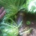 苦菊15~20cm
