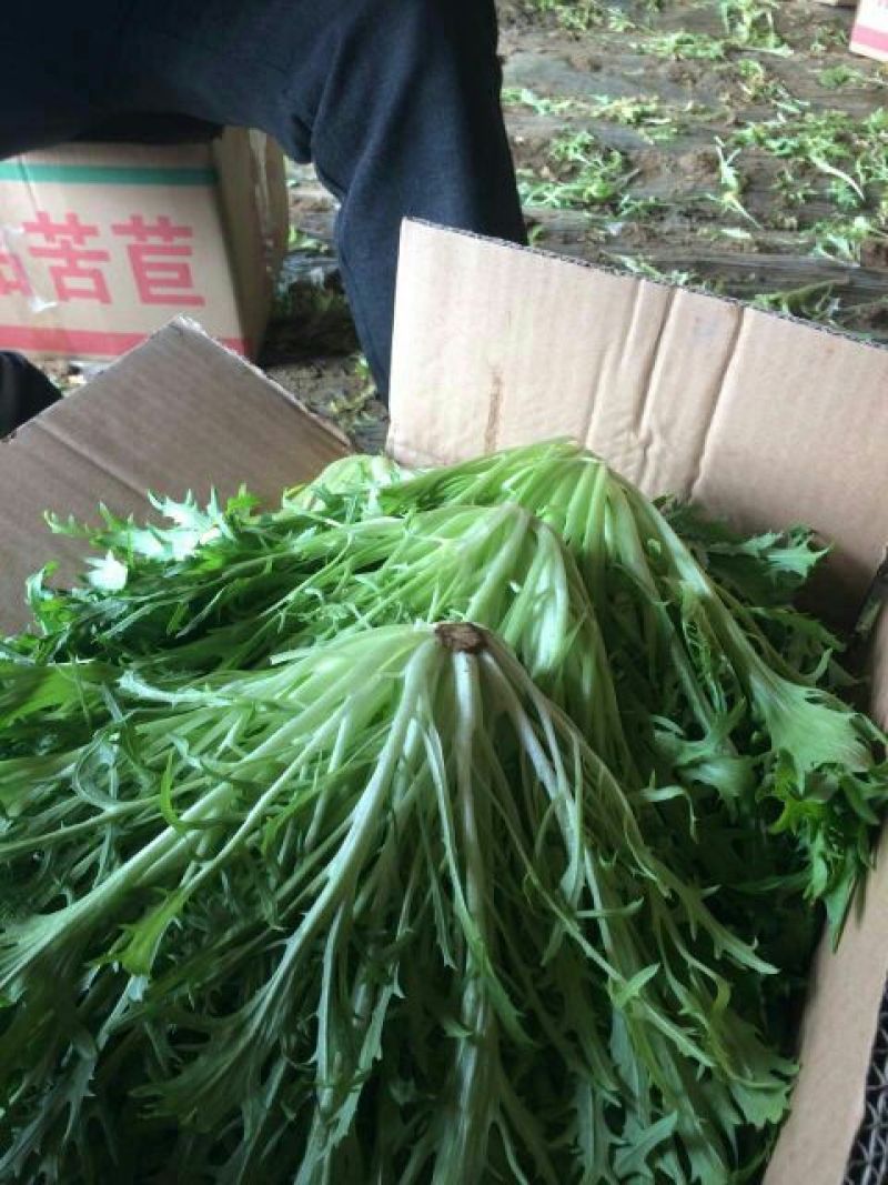 苦菊15~20cm