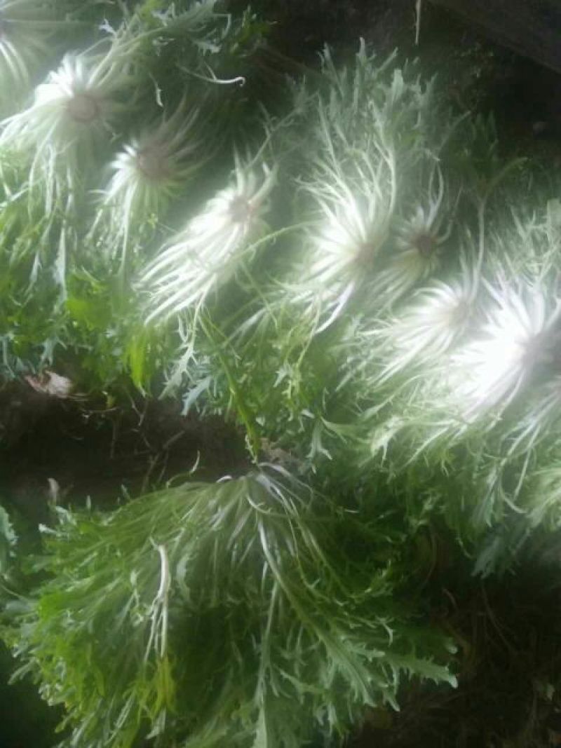 苦菊15~20cm