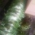 苦菊15~20cm