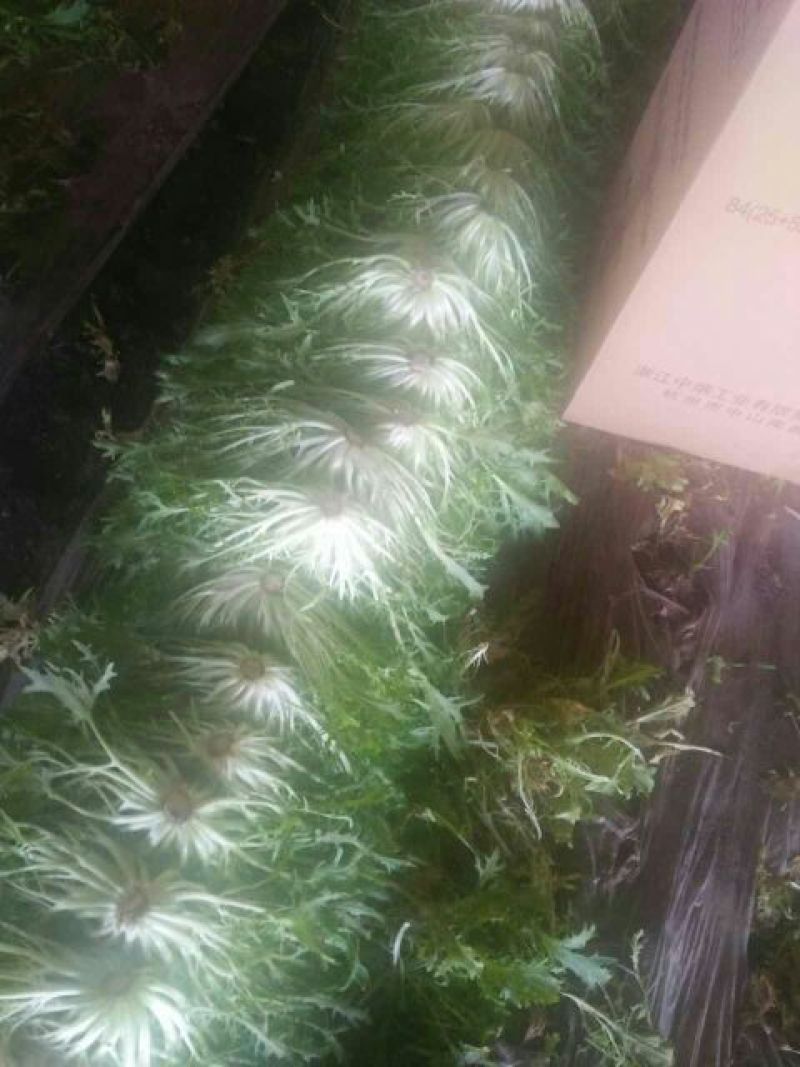 苦菊15~20cm