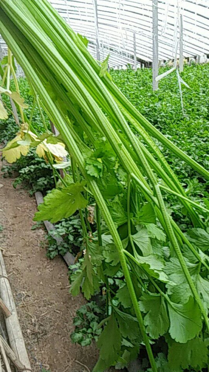 芹菜55cm以上