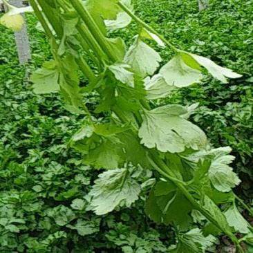 芹菜55cm以上