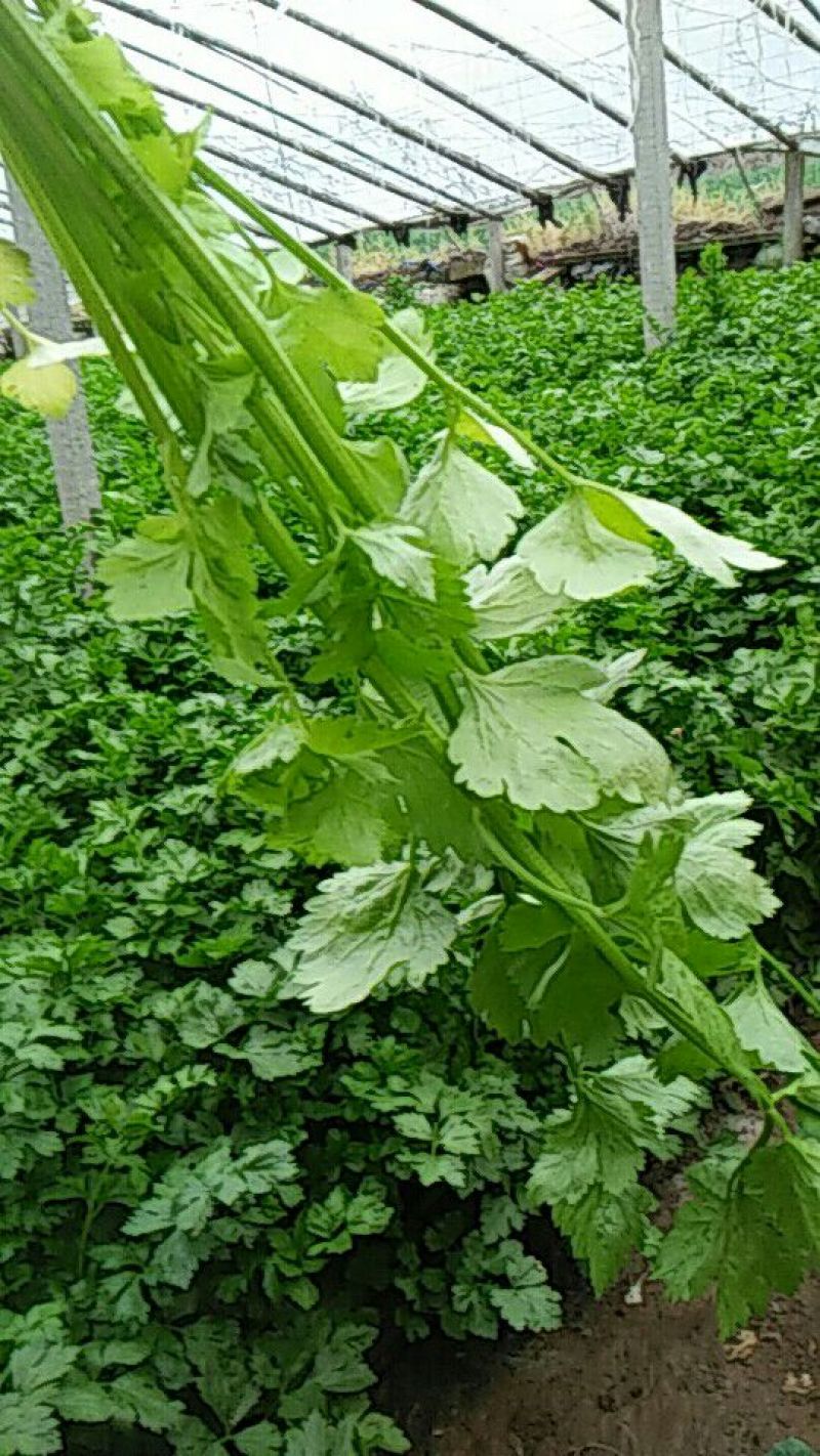 芹菜55cm以上
