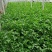 芹菜55cm以上