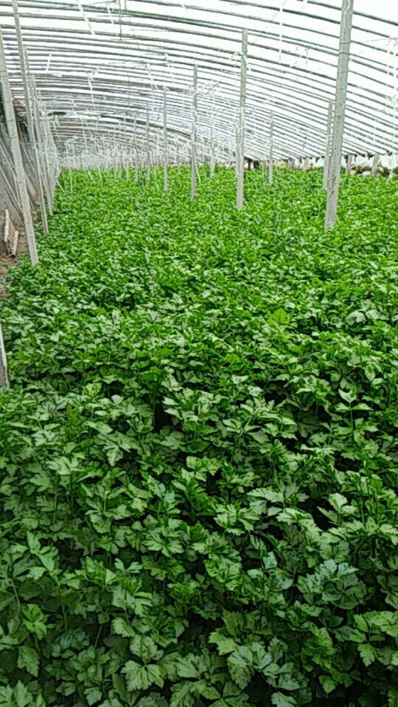 芹菜55cm以上