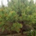 造型松12公分