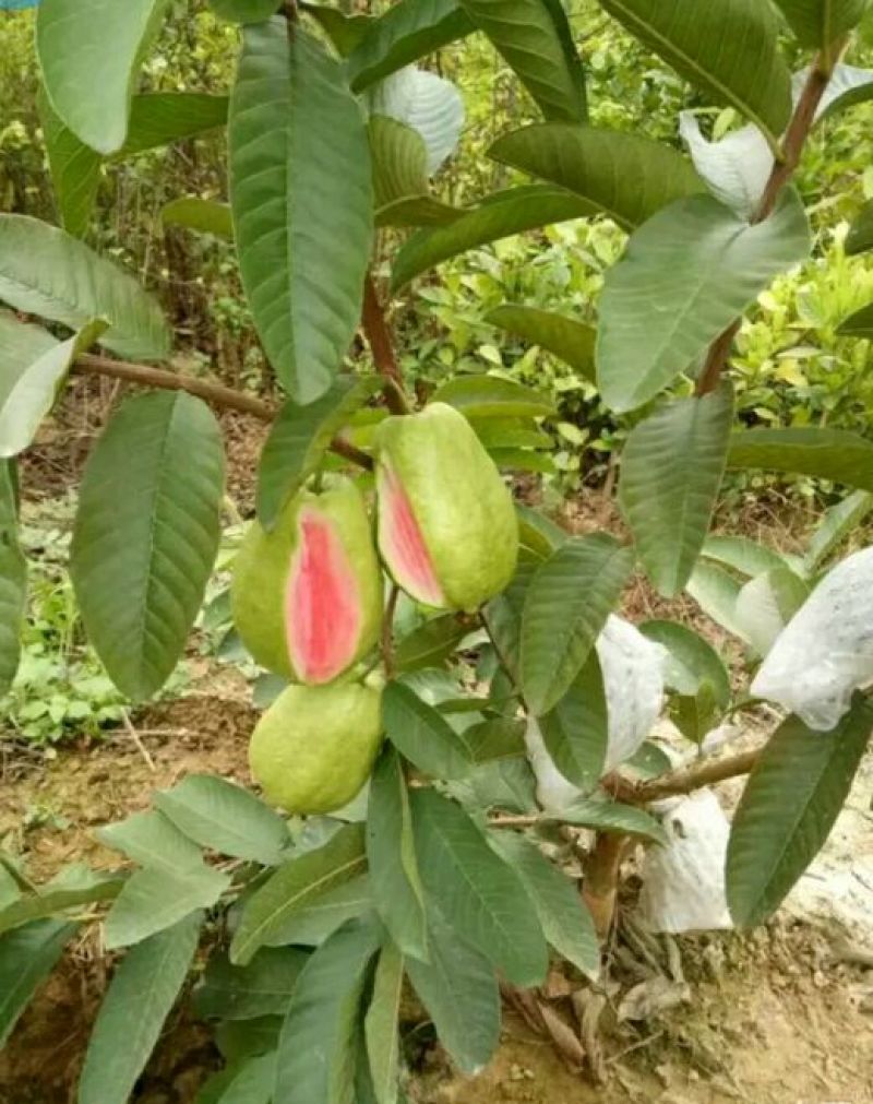 西瓜番石榴苗50~80cm