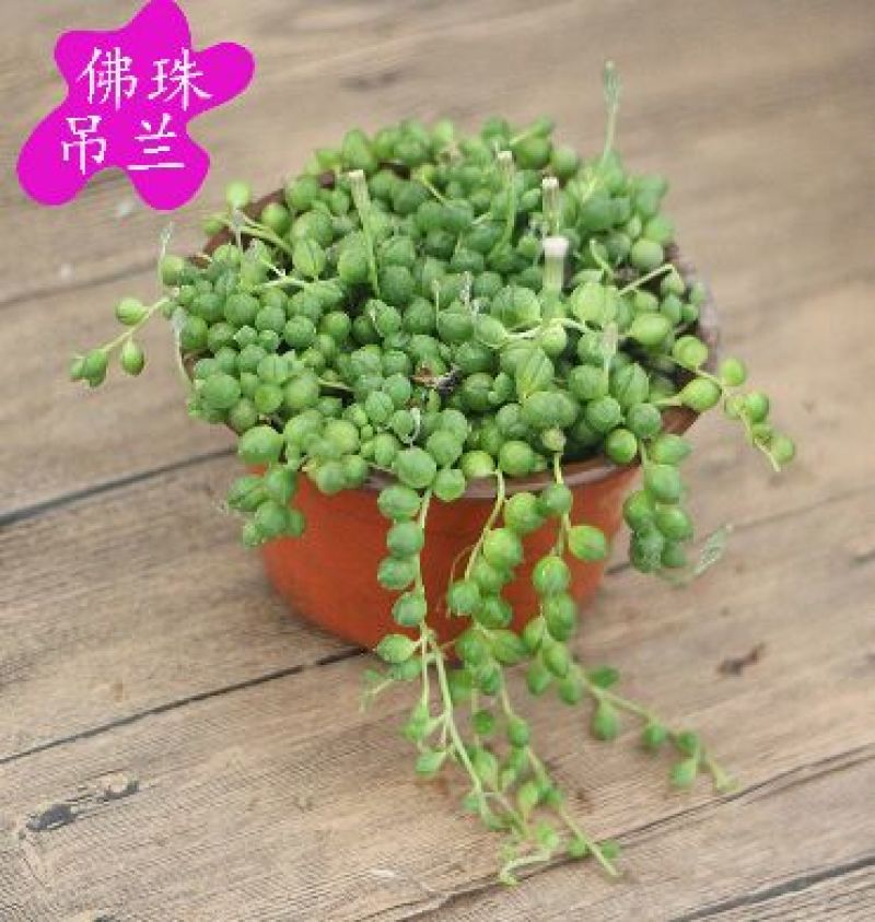 吊兰品种齐全
