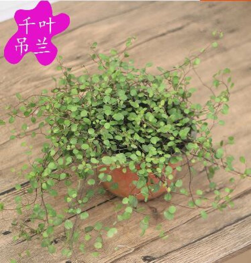吊兰品种齐全