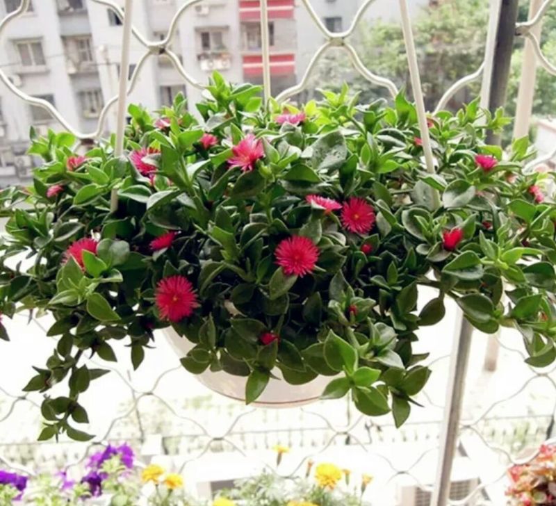 吊兰30~50cm