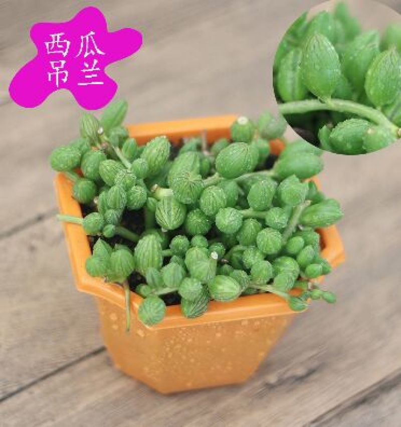 吊兰品种齐全