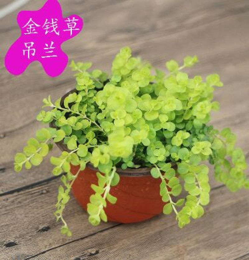 吊兰品种齐全