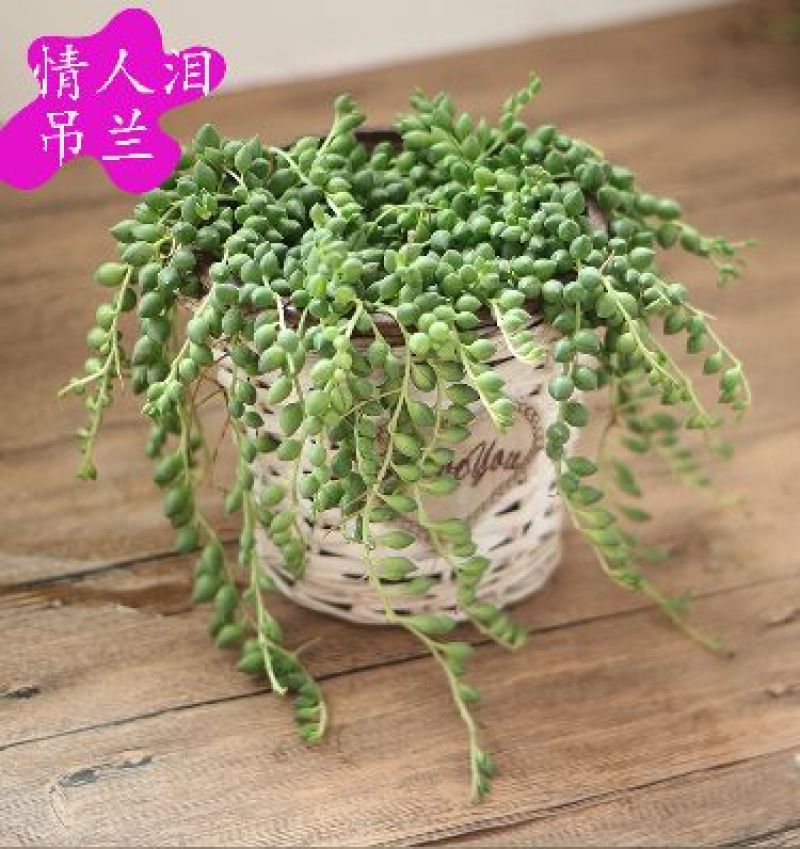 吊兰品种齐全