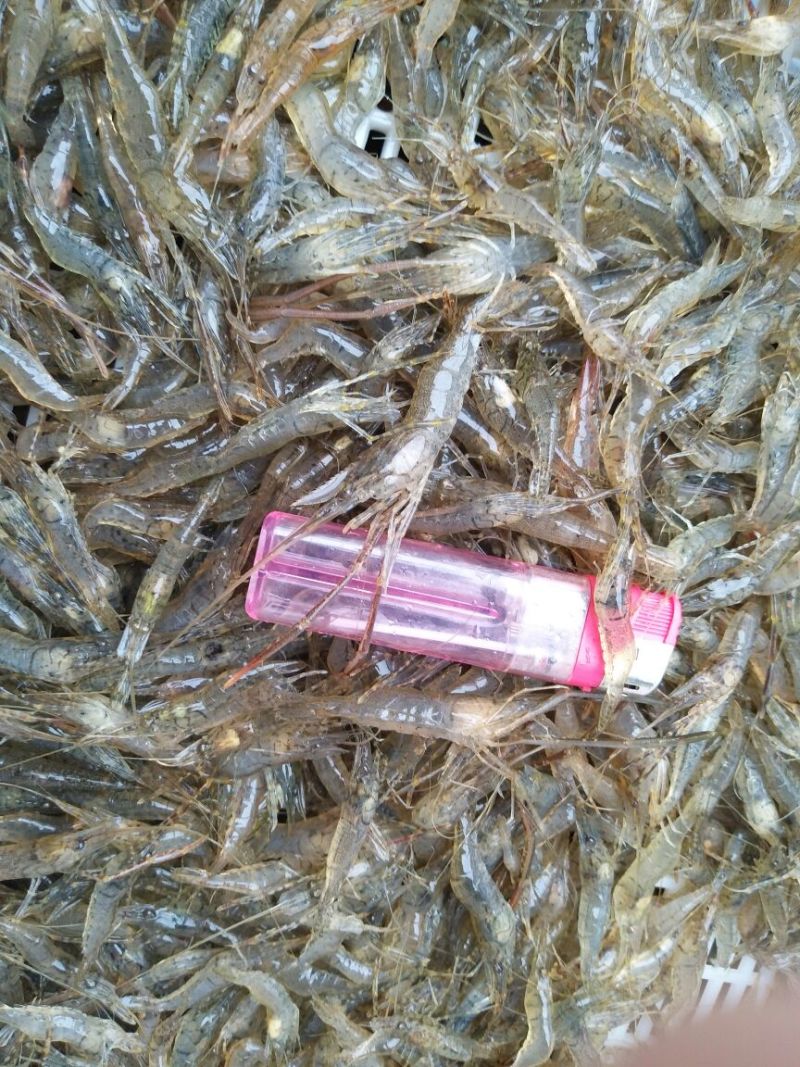 湖南新鲜小河虾活虾大量供应一手货源常年供应