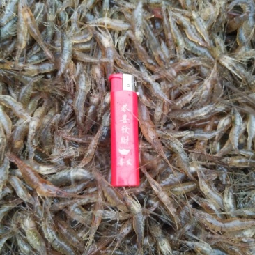湖南新鲜小河虾活虾大量供应一手货源常年供应