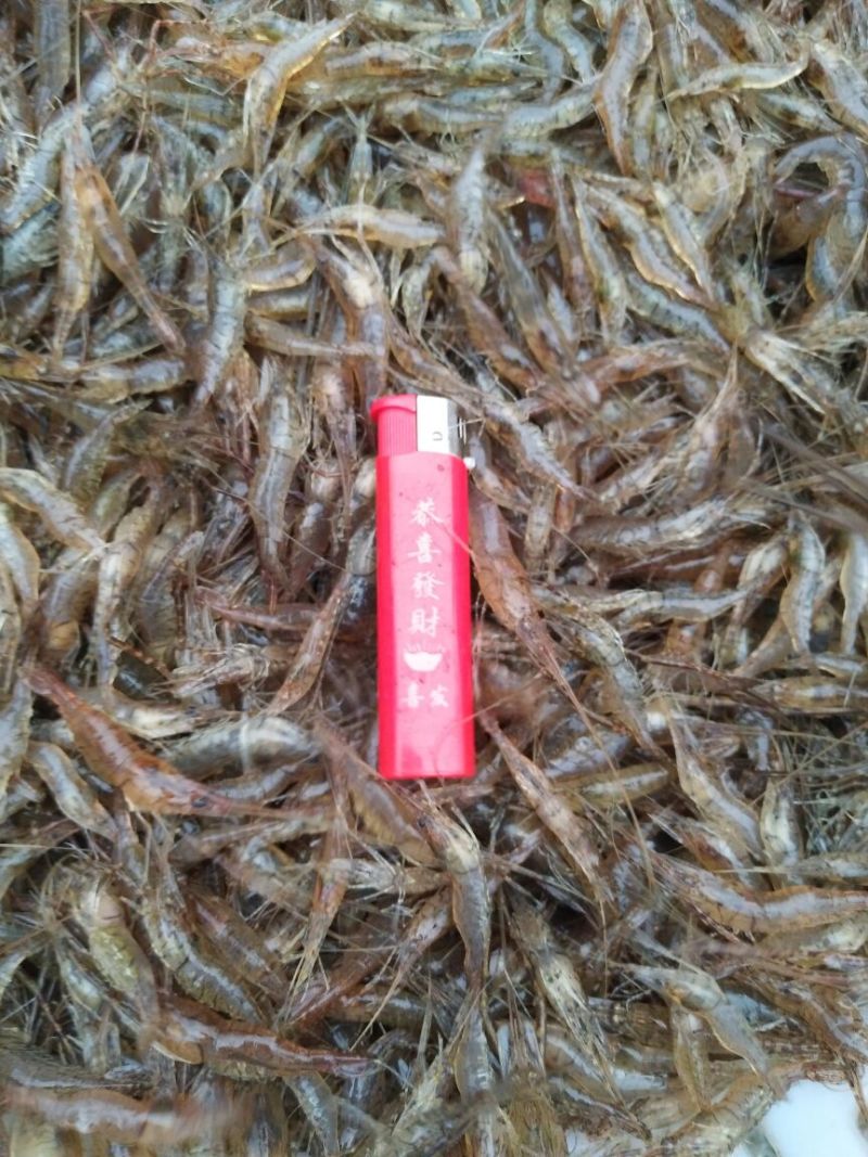 湖南新鲜小河虾活虾大量供应一手货源常年供应