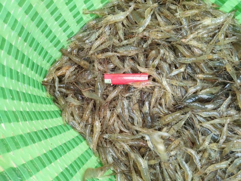 湖南新鲜小河虾活虾大量供应一手货源常年供应