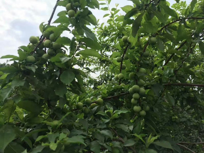 三华李树苗50~100cm