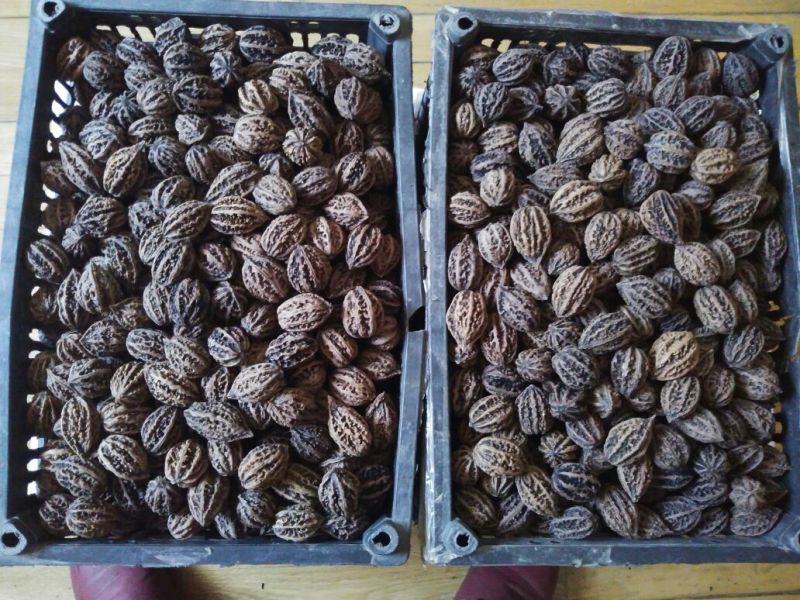 核桃，山核桃，秋子核桃工艺品核桃东北野生山核桃