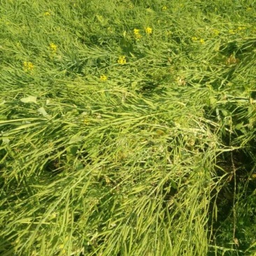油菜籽1