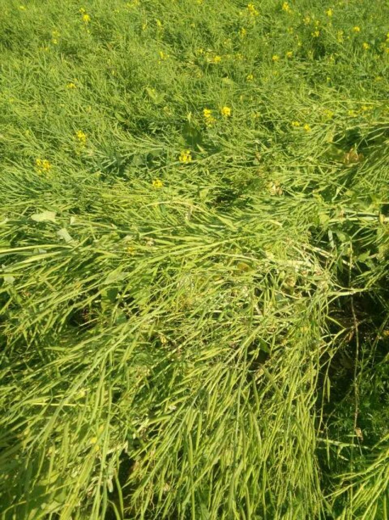 油菜籽1