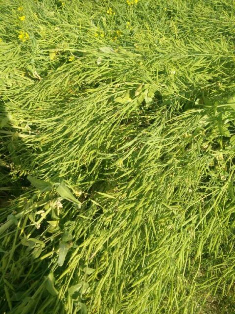 油菜籽1