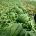 京欣西瓜7斤打底9成熟1茬