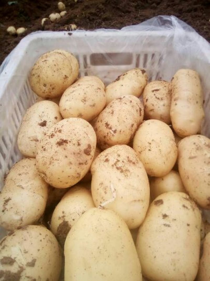 荷兰十五土豆通货1两以上
