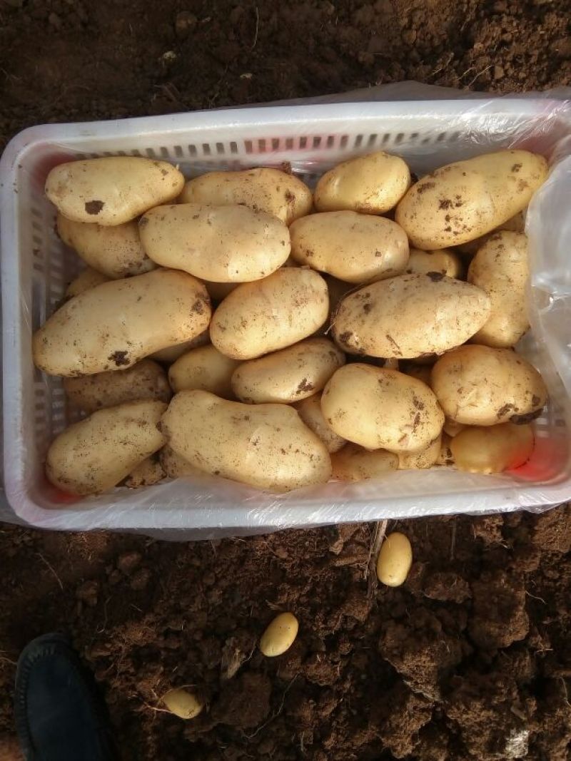 荷兰十五土豆通货1两以上