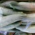 羊角脆甜瓜0.5斤以上