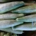 羊角脆甜瓜0.5斤以上