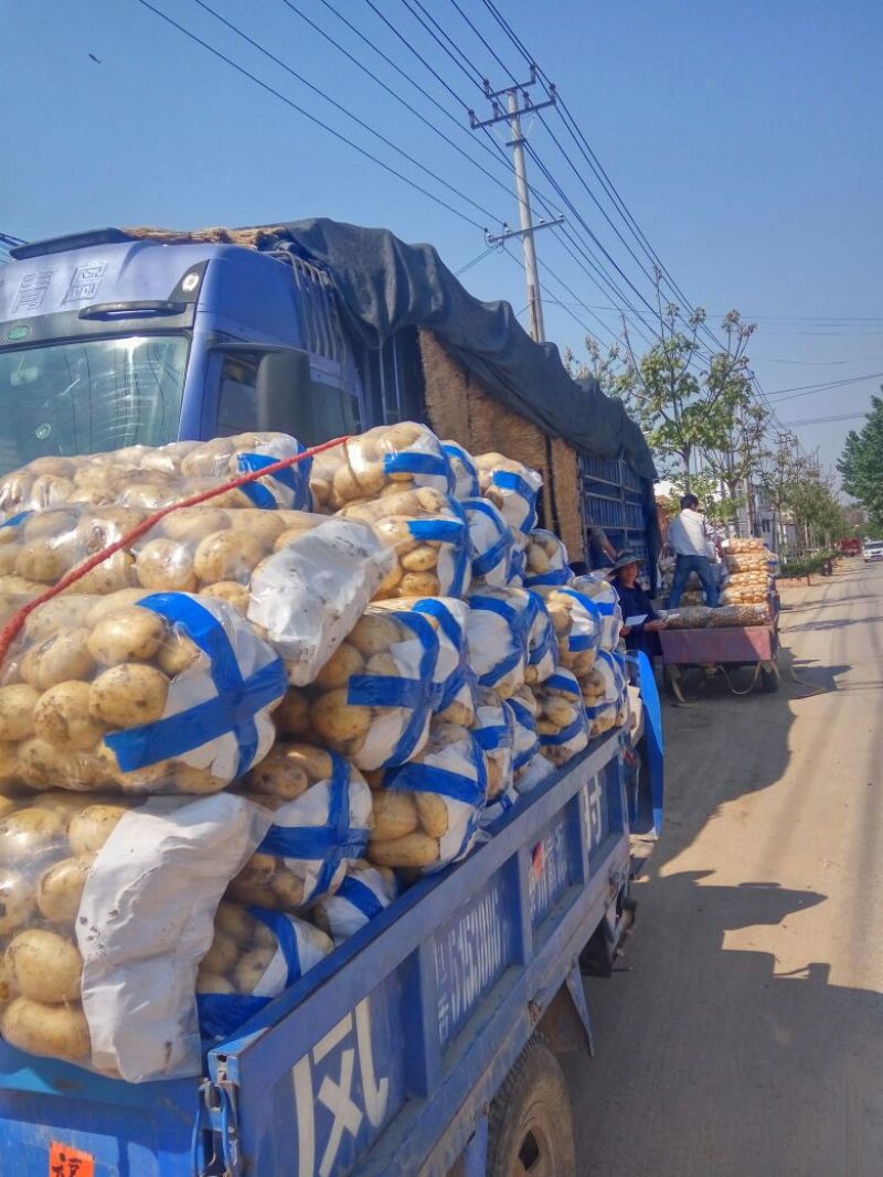 精品荷兰V7沃土常磊8号套网装箱手选高端货