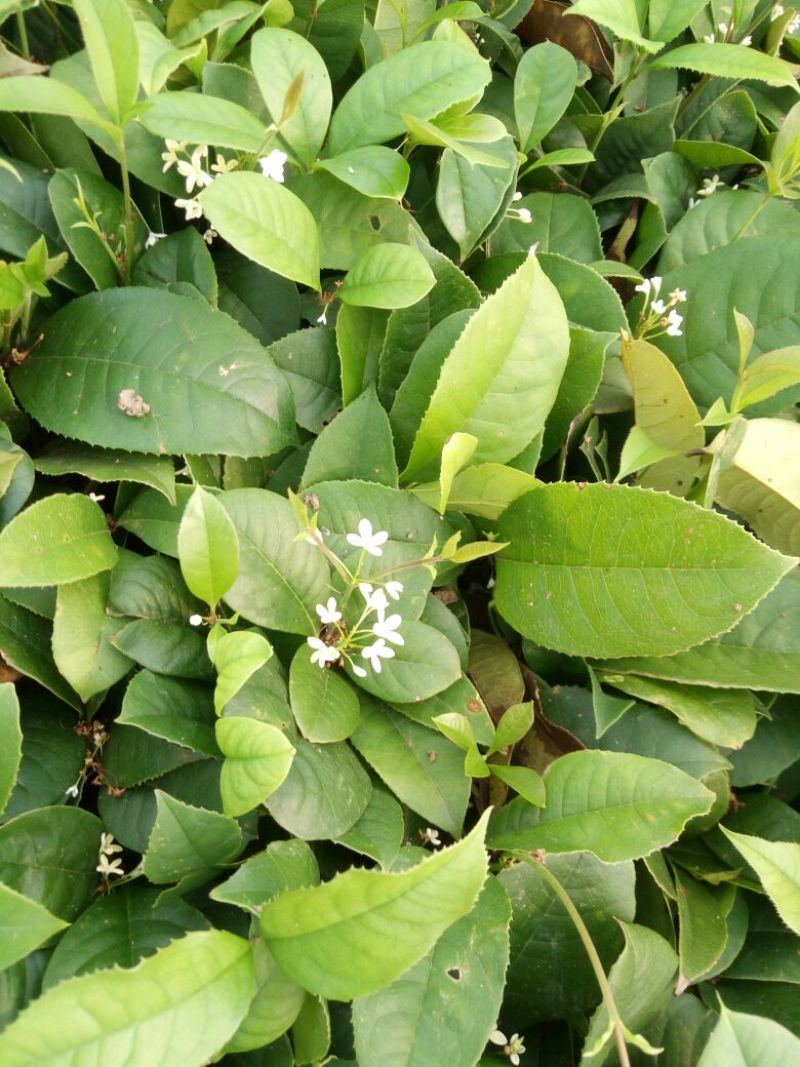 四季桂苗10~20cm