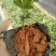 牛大力种苗15cm以下