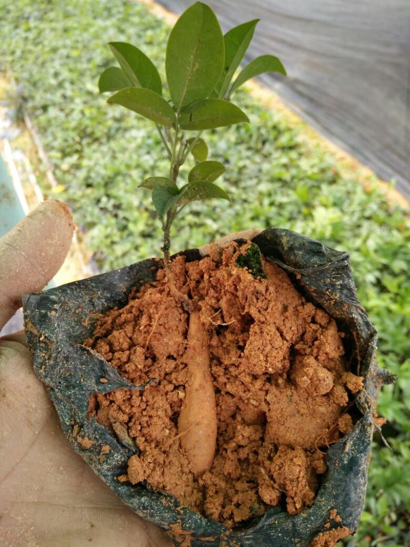 牛大力种苗15cm以下