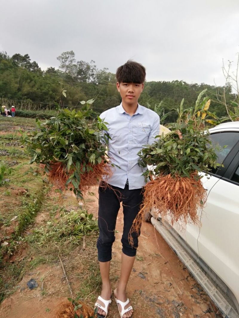 牛大力种苗15cm以下