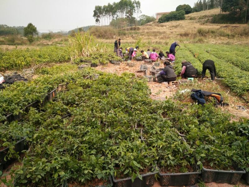 牛大力种苗15cm以下